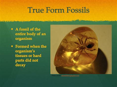 true form fossils examples.